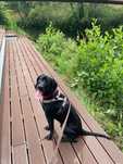 Do adopcji Baster