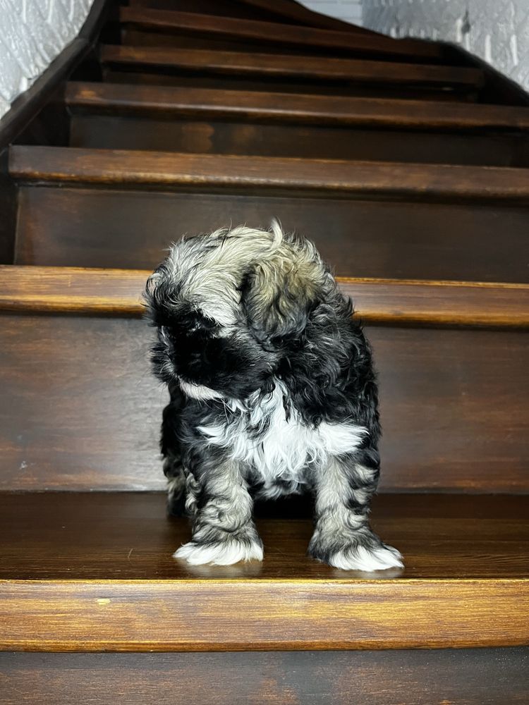 Urokliwy Piesek Shih Tzu Gotowy Do Odbioru