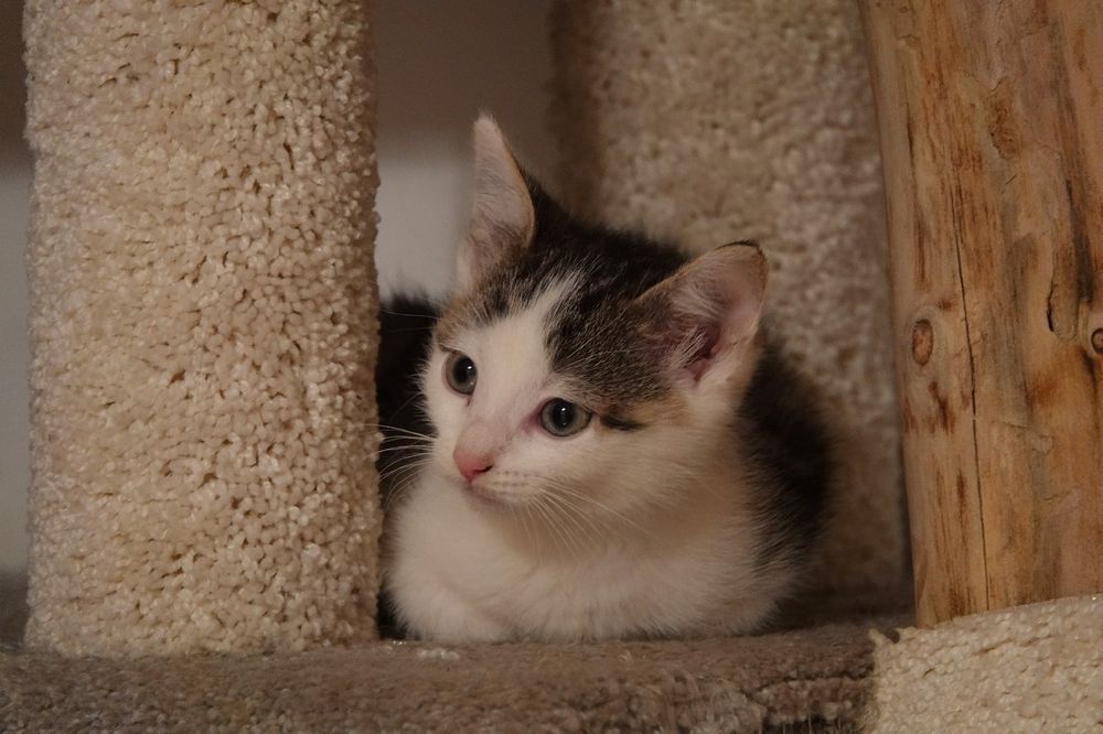 Lili -9-tygodniowa koteczka szuka domu