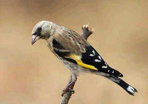 Varias aves anilhadas 2024/2025