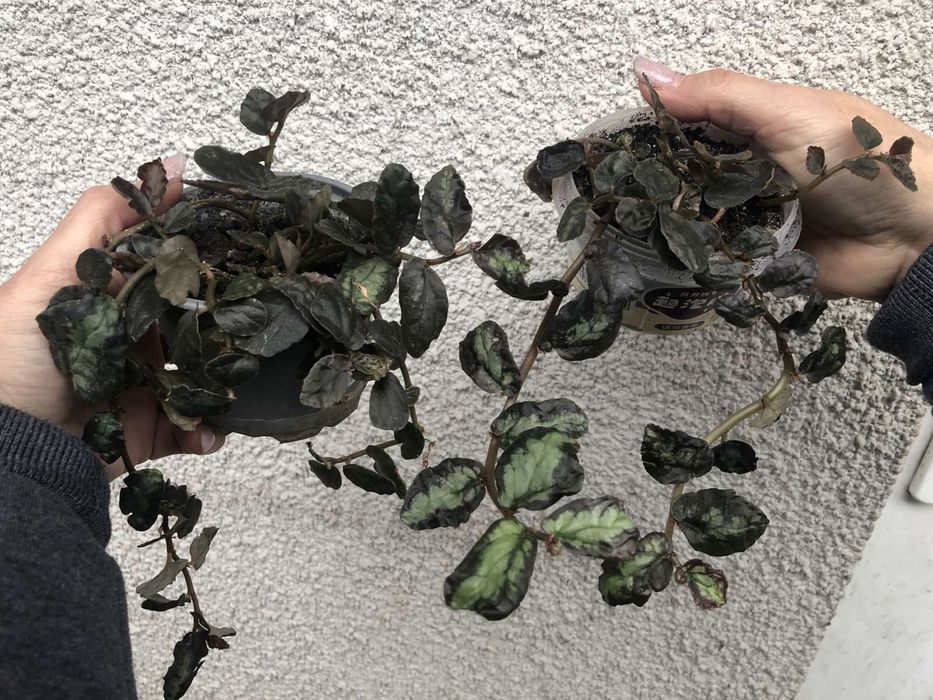 Пілеонія кімнатна рослина