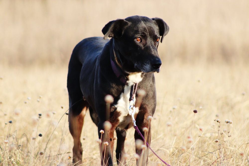 Czekoladowa Bora do adopcji