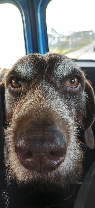 Oluś szuka kochającego domu