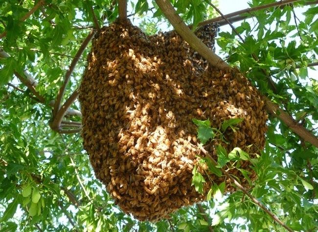 Usuwanie pszczół
