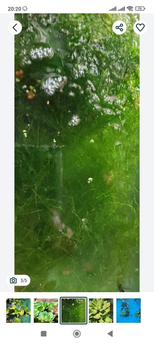 Plantas aquática de água doce para lago ou para interior ou exterior