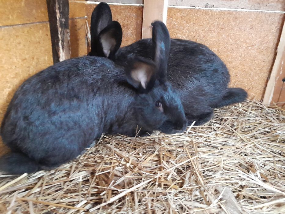 Sprzedam króliki