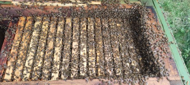 Pszczoły, ule Warszawskie poszerzane, rodziny produkcyjne