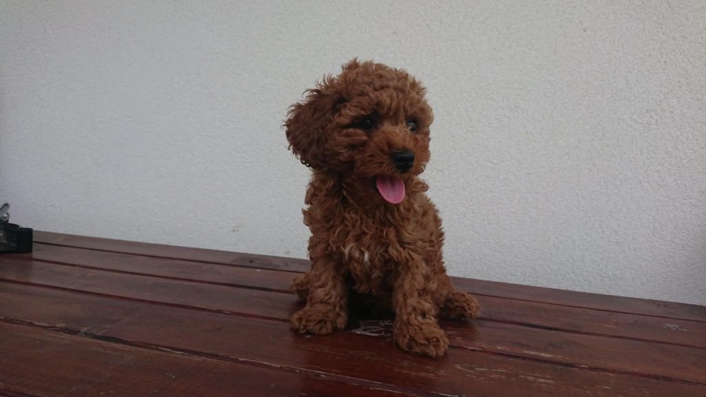 Maltipoo F1b  Chłopczyk