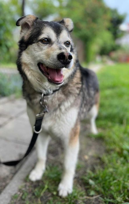 Kordian - przytulaśny pies do adopcji!