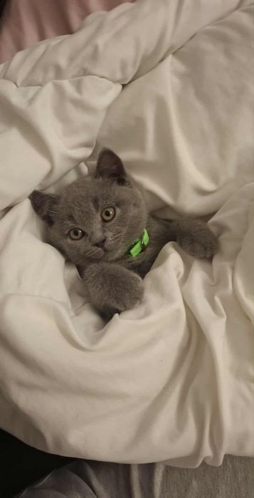 Kot Brytyjski niebieski krótkowłosy