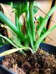 Philodendron campii