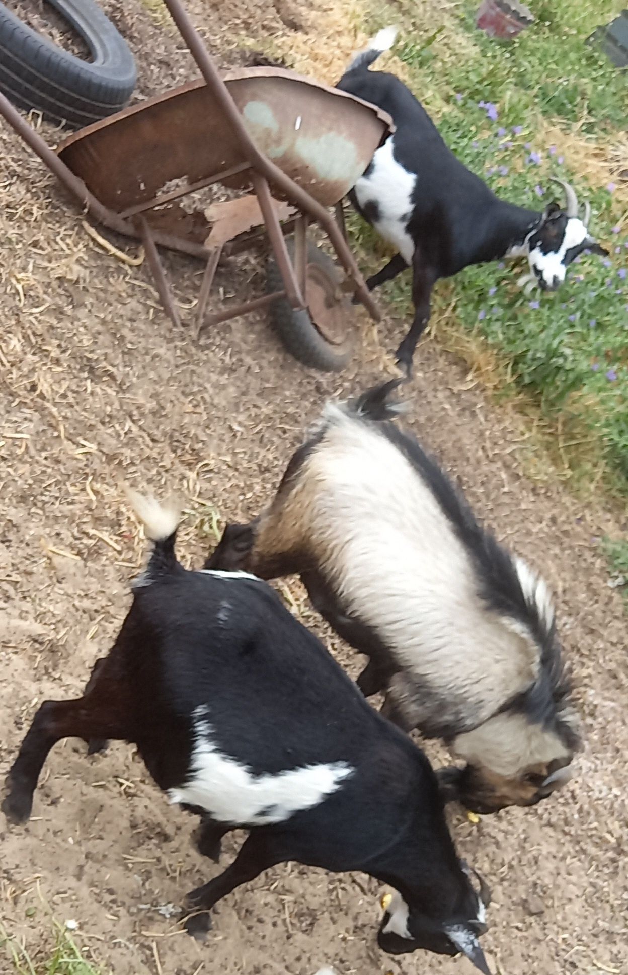 Trio de 2 cabras anãs prenhas e 1 bode por motivos de saúde