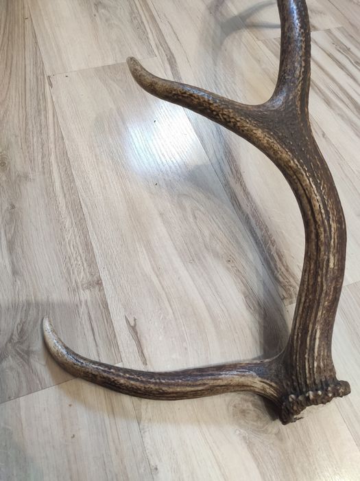 Poróże,rogi Jelenia.