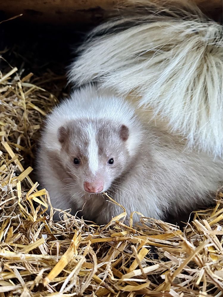 Skunks skunksica kolor czarno biały albinos