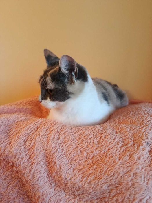 Шукає люблячий дім кицька