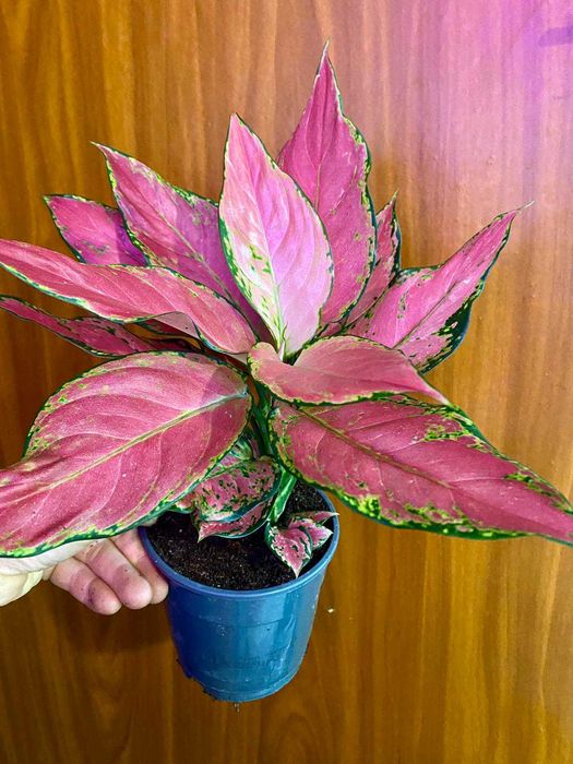 Aglaonema Red Angel