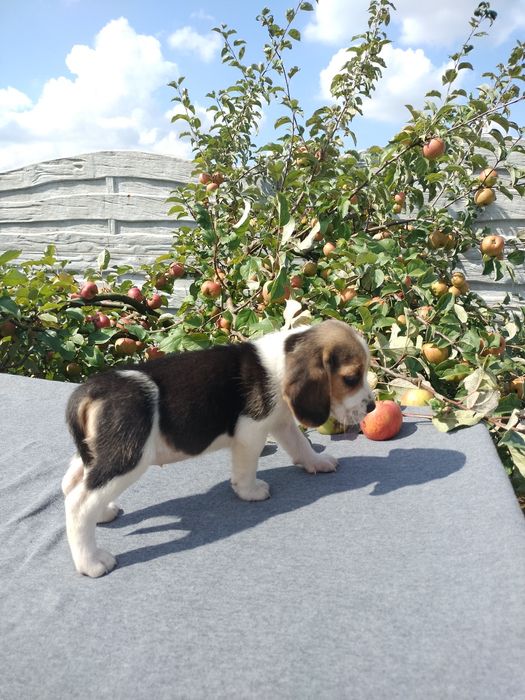Sprzedam suczkę Beagle tri-color