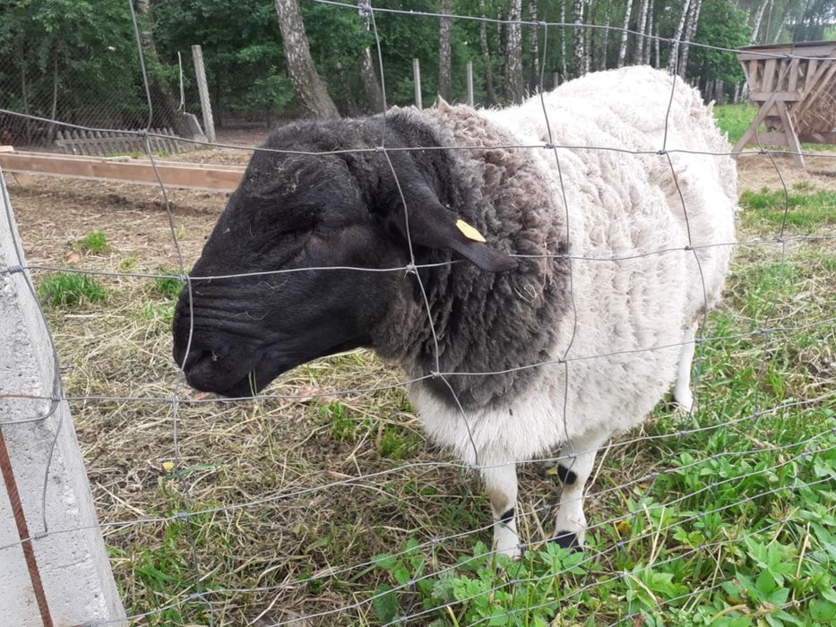 Sprzedam barana dorper