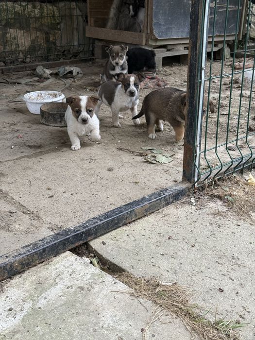 Oddam pieska w dobre rece