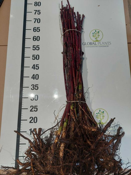 Jeżyna Thornfree I gat goły korzeń