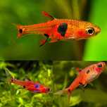 Razbora Plamista Borneańska - Boraras maculatus - brigittae WYSYŁKA