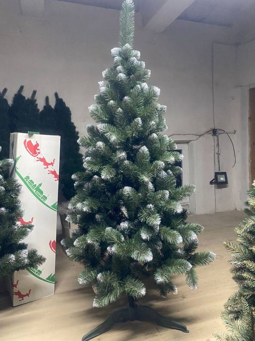 Ялинка карпатська