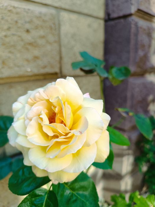 Продам кусты  роз .