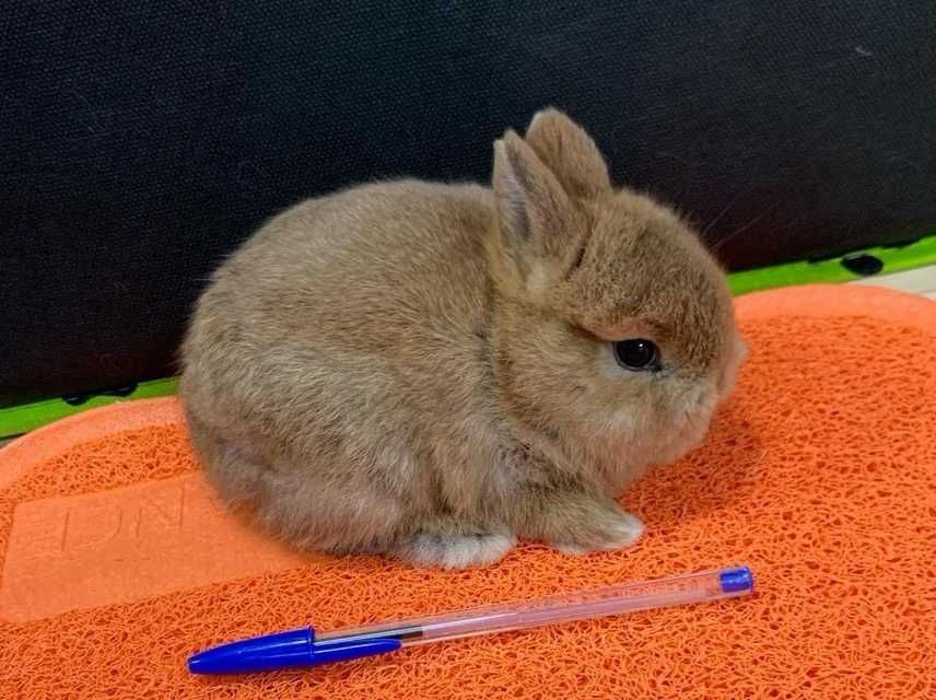 KIT Coelhos anões angorá, holandês mini e teddy desparasitados