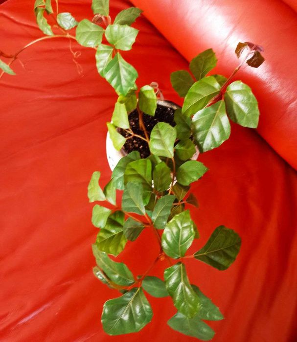 Кімнатна рослина циссус та сансевієрія