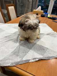 Shih tzu suczka tricolor