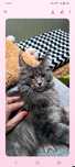 Sprzedam kotka rasy Maine Coon