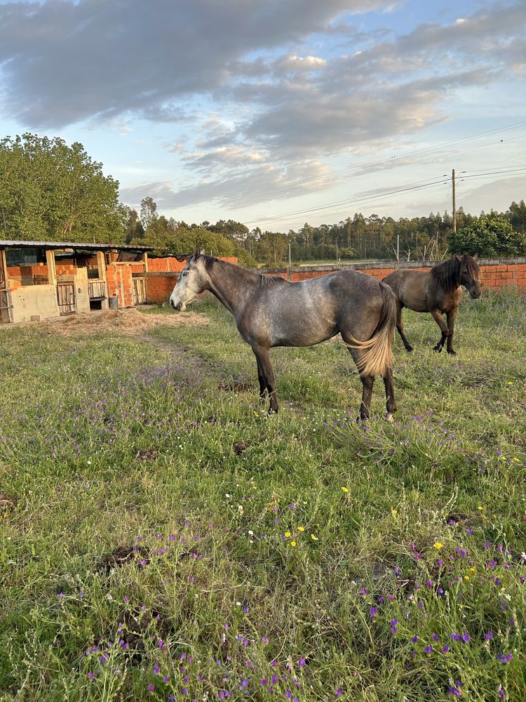 Poldra lusitana registada