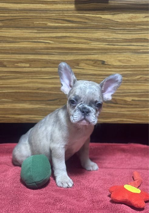 Французи - карапузи