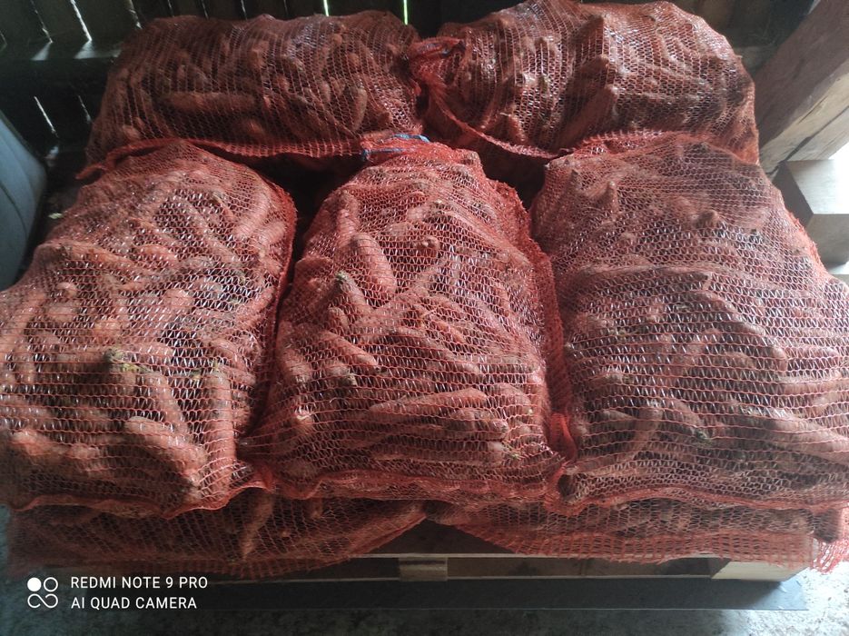 Marchew odpadowa brudna