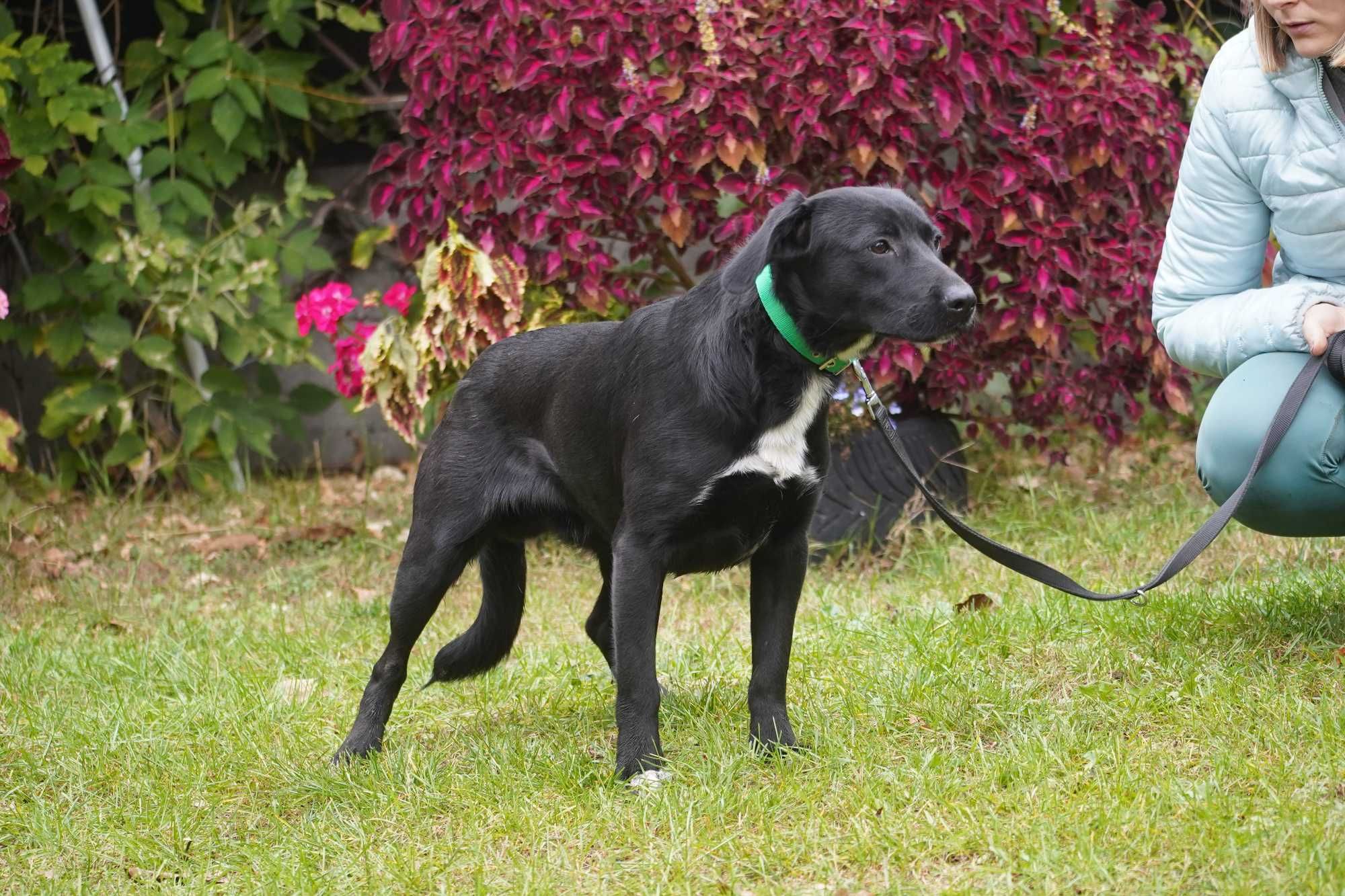 Tolek - piękny szczeniak w typie labrador