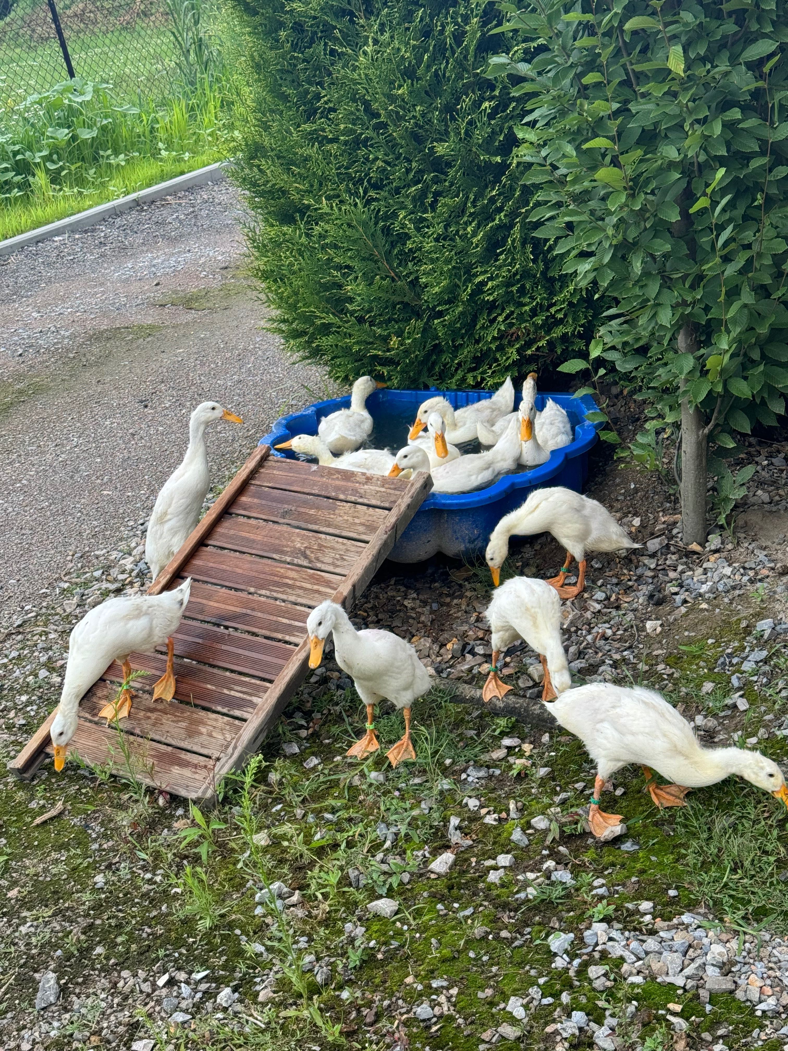 Biegusy śnieżno białe młode