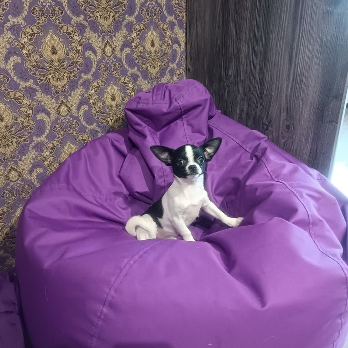 Залишився один красунчик чіхуахуа