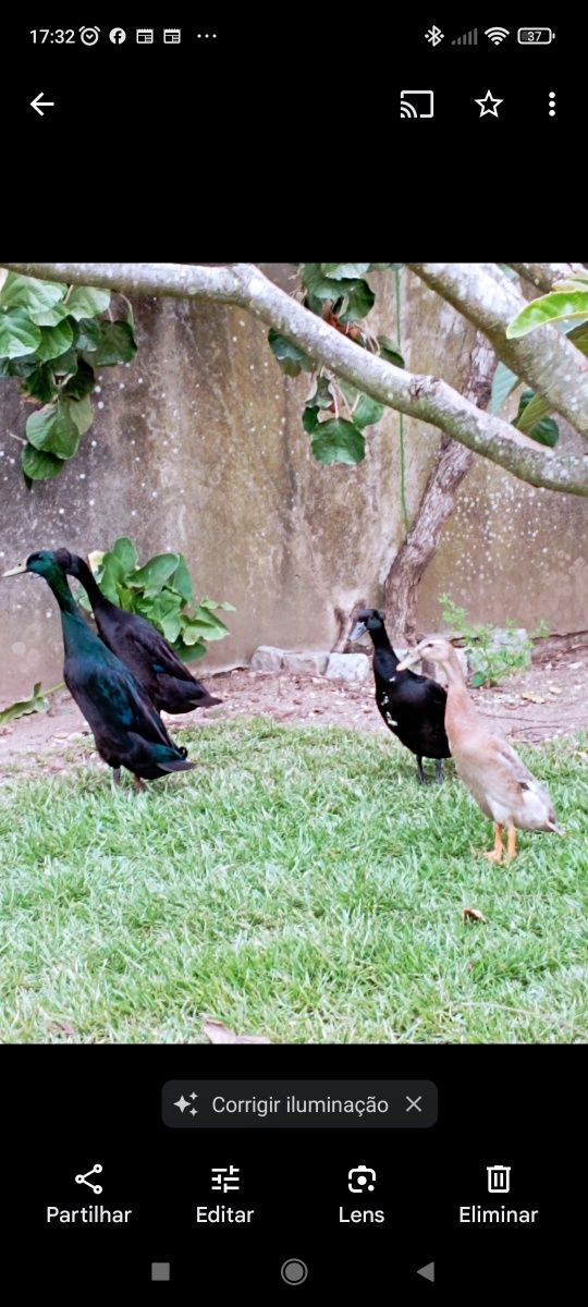 Ovos pato corredor indiano