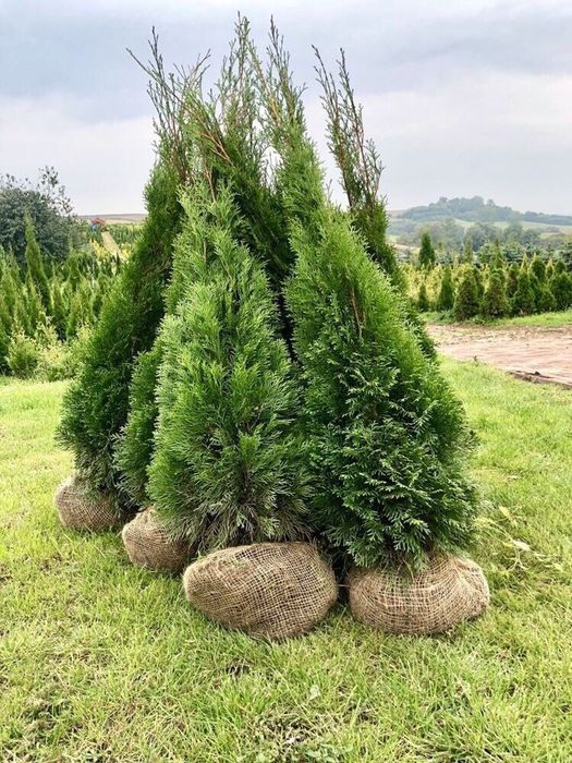 TUJA SZMARAGD 120-130 Prosto od producenta! DOSTAWA! SADZENIE! TUJE