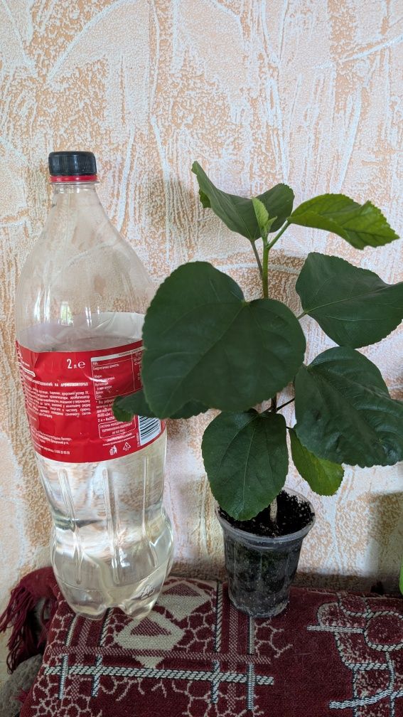 Гібіскус Creol Lady (Креол леді)