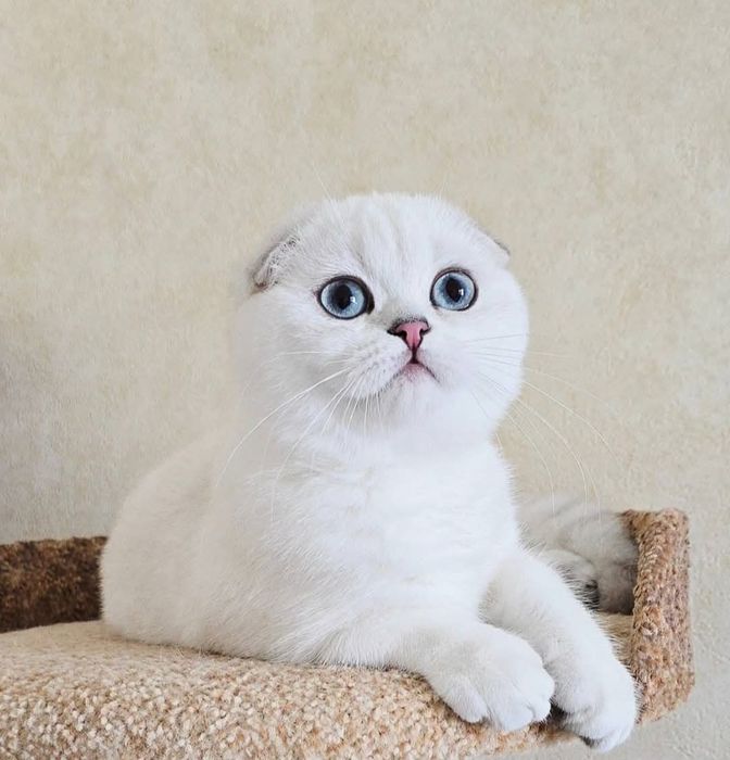 Шотландские британские котята котёнок кошеня фолд страйт бриттиш доста