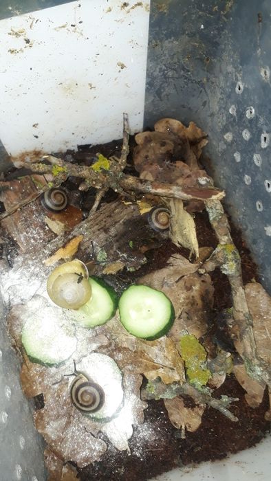 Улитки сухопутные древесные Караколусы. Караколус —одна из самы