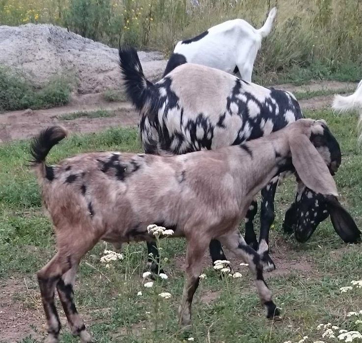 Козлики нубо- камори , козы камори ,козы англо-нубийские