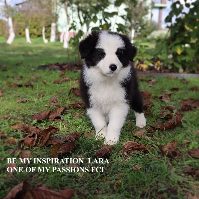 Border Collie ZKwP FCI sunia gotowa do odbioru
