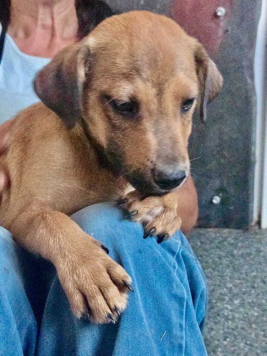 TOFIK cudowny szczeniak uratowany w Bułgarii do adopcji