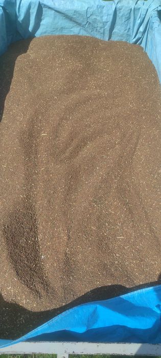 Facelia błękitna poplon