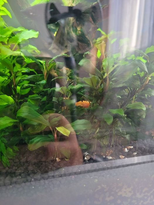 Akwarium AQUAEL 72l z życiem