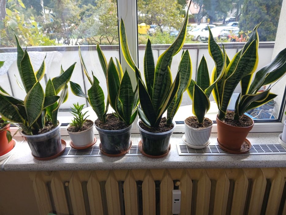 Sprzedam kwiaty doniczkowe