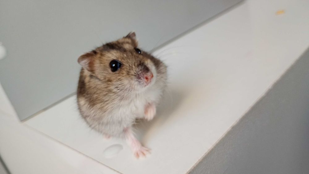 Chomiki dżungarskie – słodkie maluchy! Biało-szaro-brązowe, oswojone!