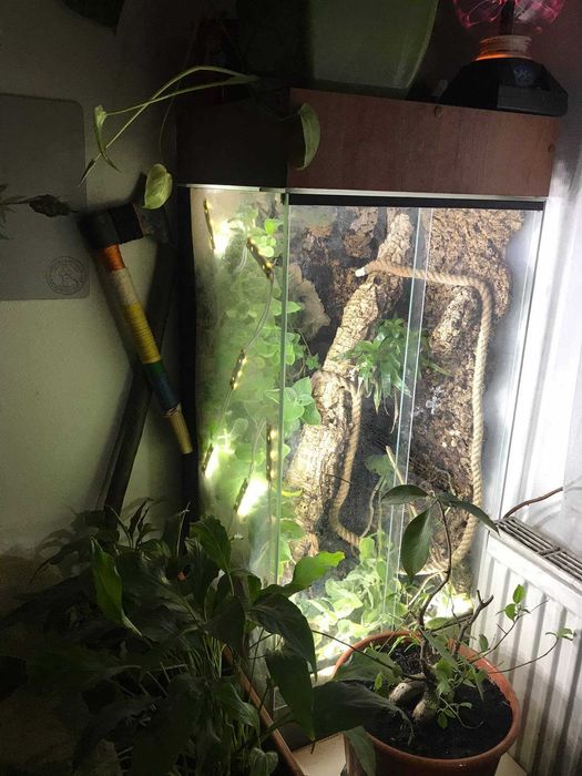 Terrarium dla kameleona (ENG: terrarium for chameleon)